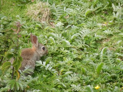 Animal wildlife bunny
