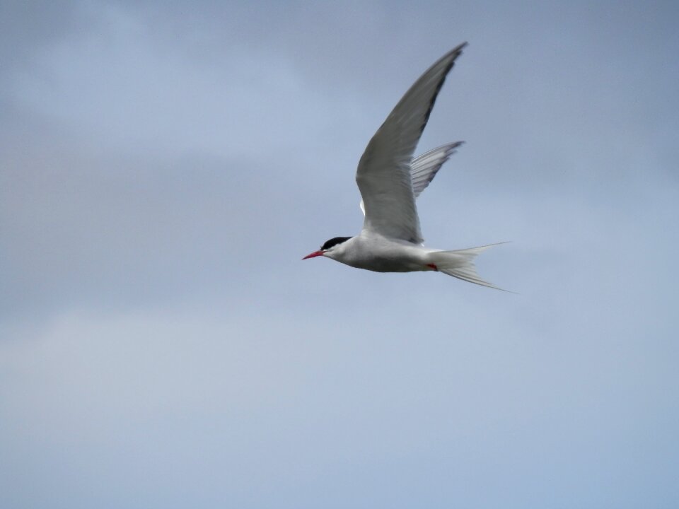 Flight fly wildlife