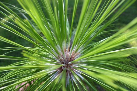 Forest natural conifer