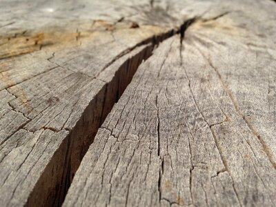 Bark texture trunk photo