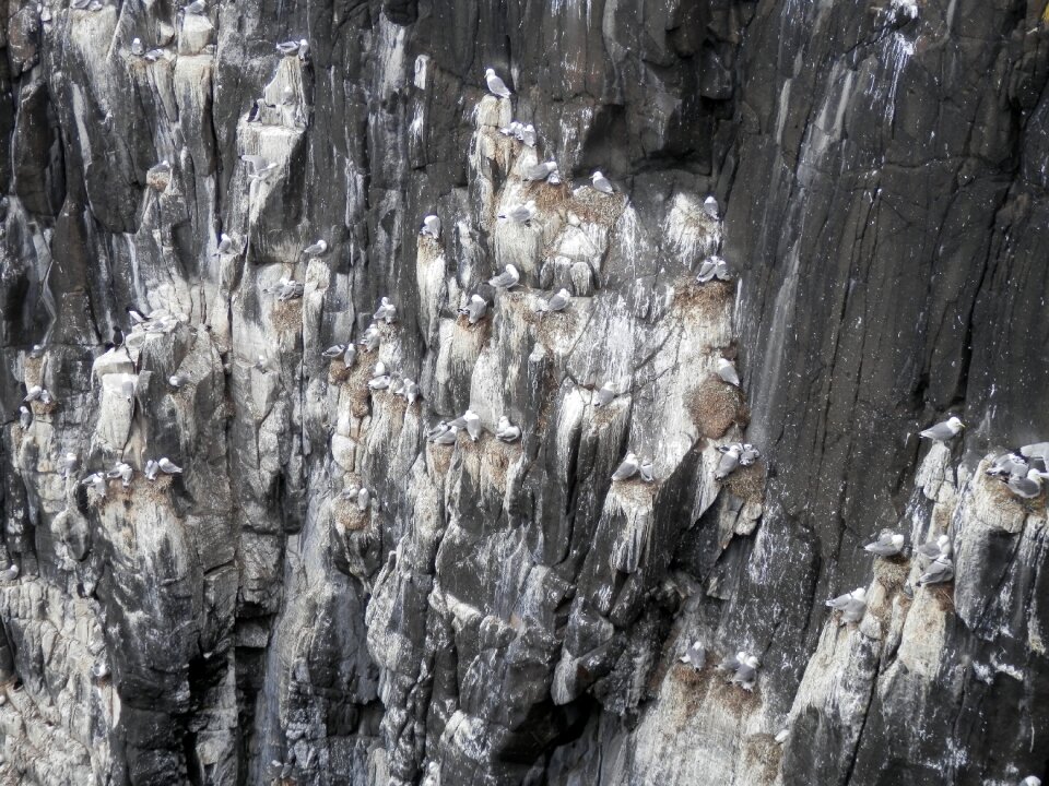 Cliffs animal gull