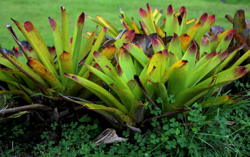 Flora botany leaves