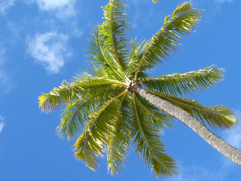 Summer sun waikiki beach