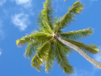 Summer sun waikiki beach