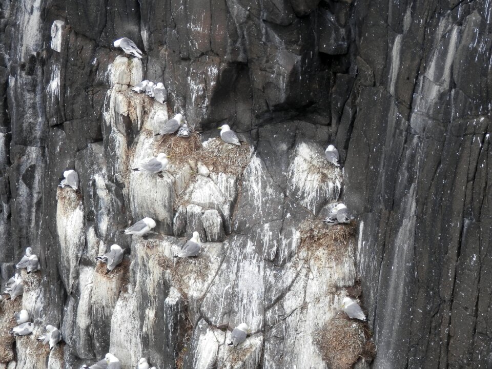 Cliffs animal gull