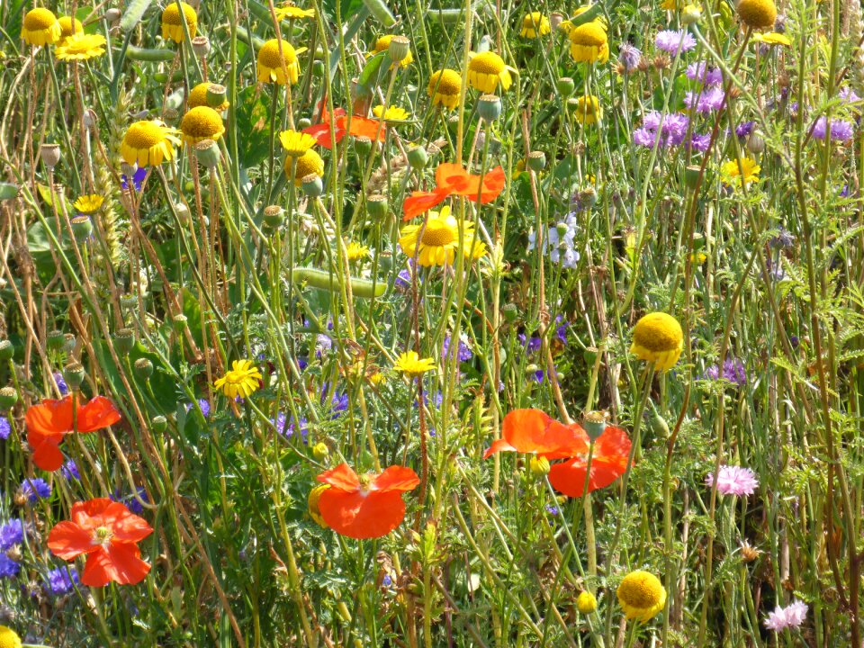 Poppy flower cornflowers pallida