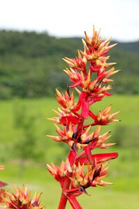 Blossom bloom tropical photo