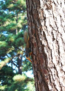 Nature animal mammal