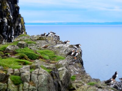 Wild animal cliff