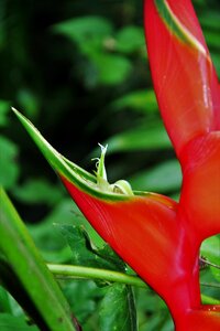 Tiny tropics heliconia
