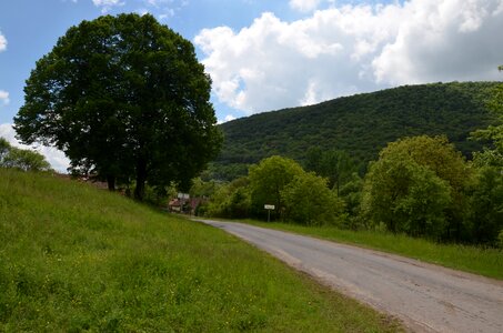 Trees tourist attractions green