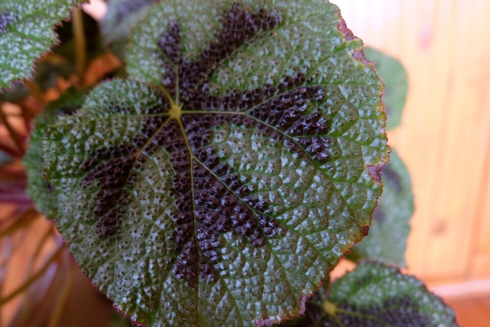 Green plants in pots indoor