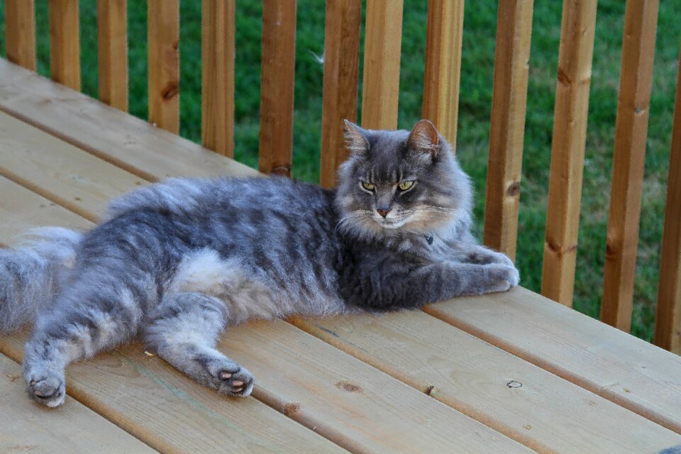 Adorable cuddly grey