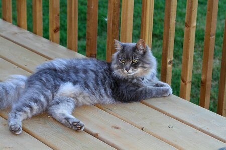 Adorable cuddly grey photo