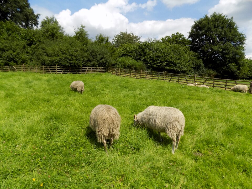 Nordic short tail sheep sheep pasture