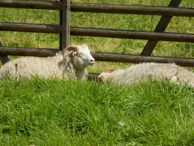 Nordic short tail sheep sheep pasture