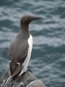 Nature animal