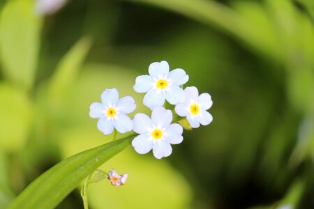 Spring spring flowers flower bud photo