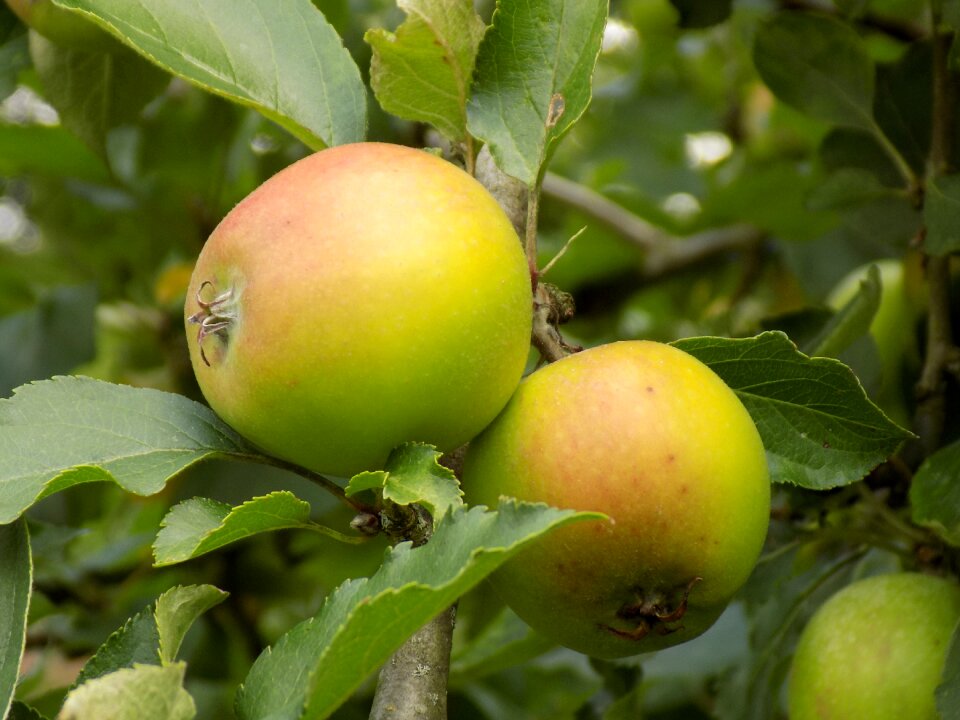 Fruit nature healthy