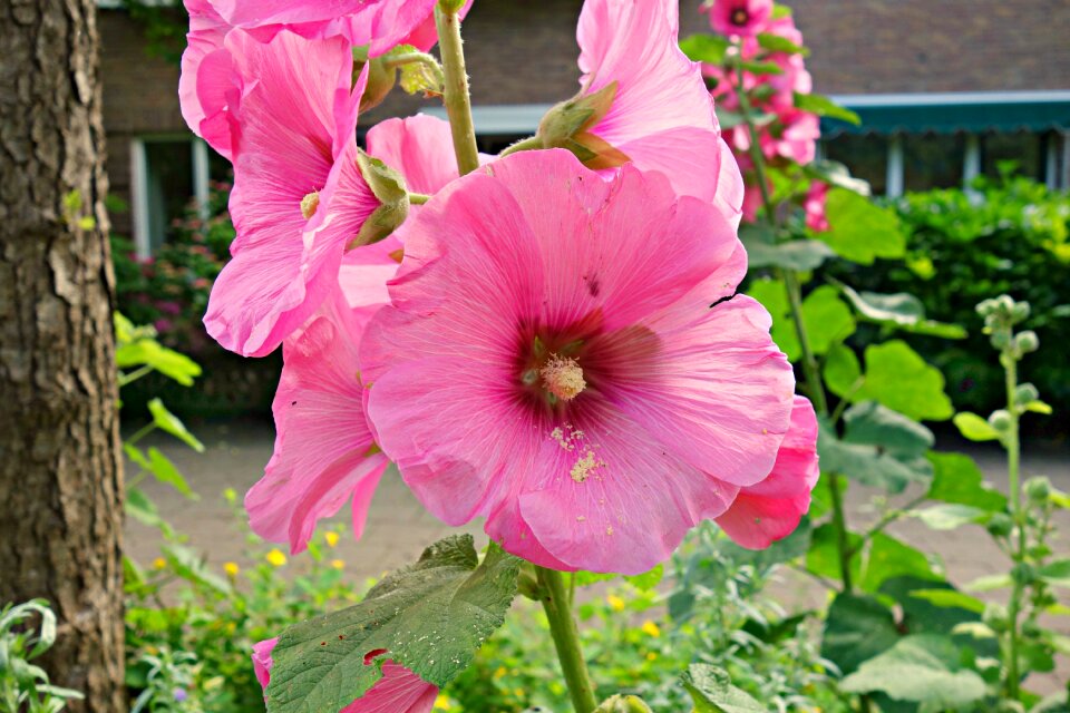 Alcea malvaceae summer
