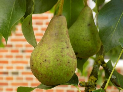 Fruit nature healthy