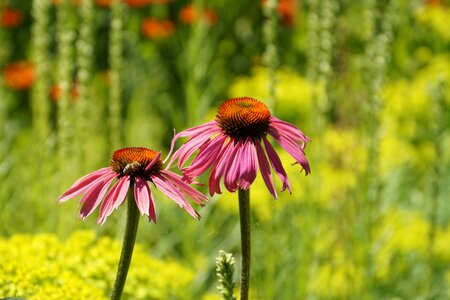 Echinacea purpurea medicinal plant purple coneflower photo