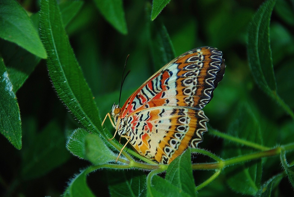 Animal insect butterflies