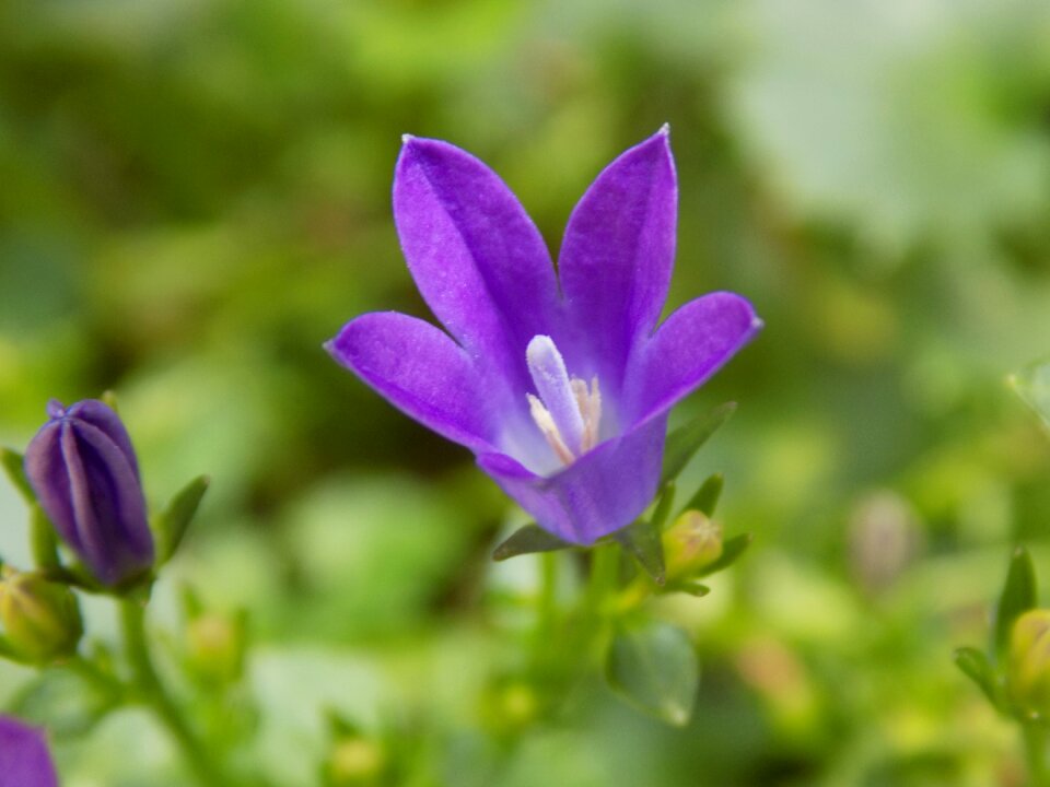 Violet violaceae flower