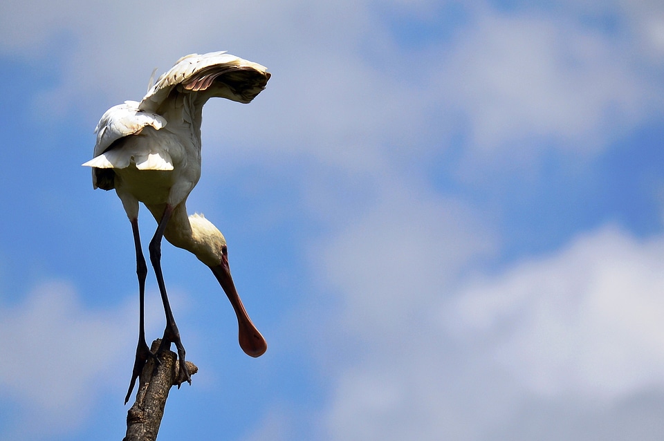 Bird nairobi national park animal