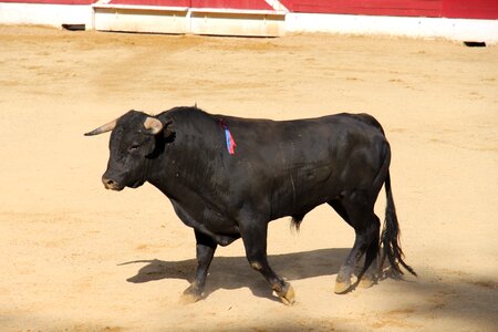 Bullfight bull arenas photo