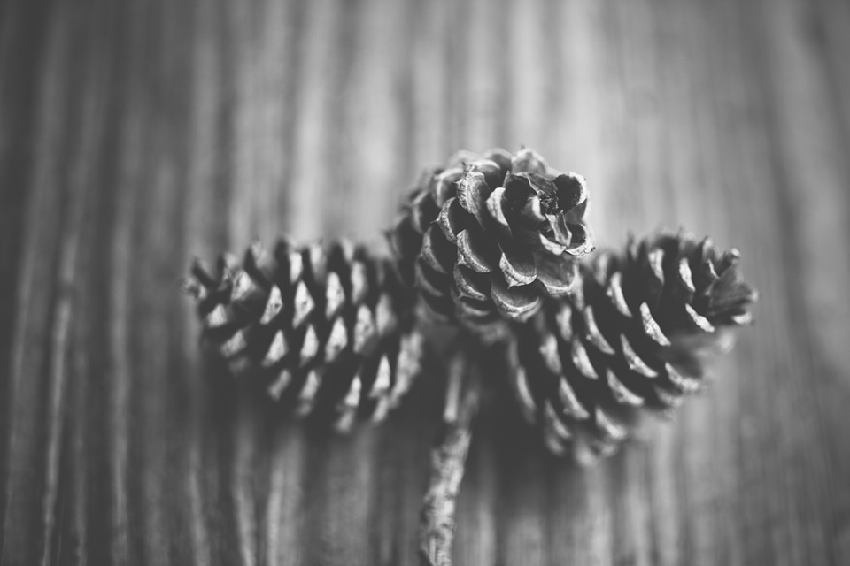 Fir tree seedpod conifer