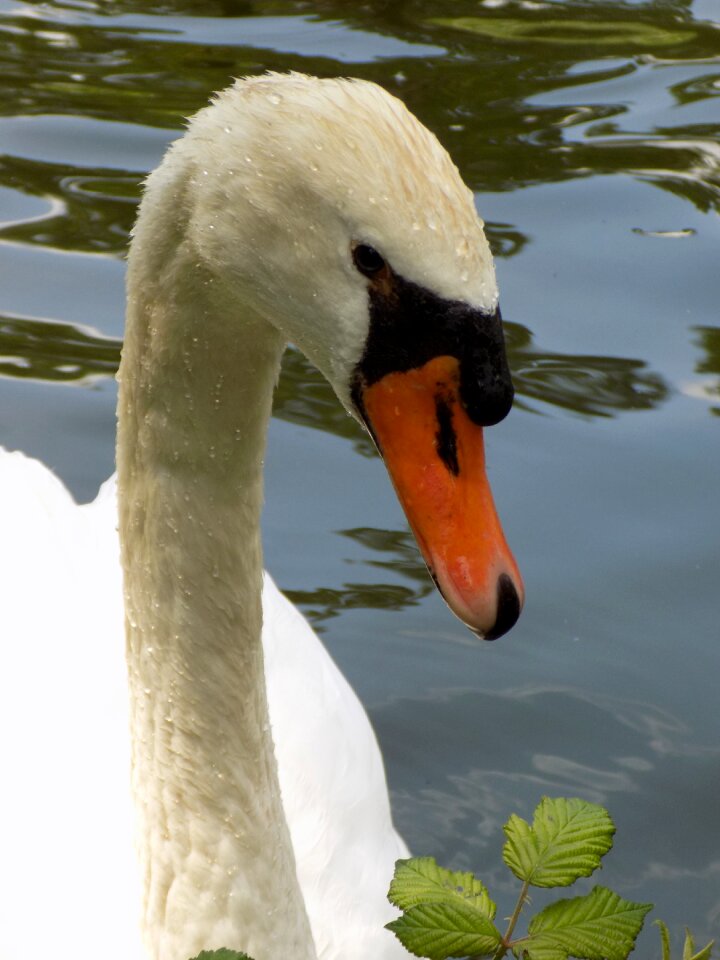 Water bird elegant lake