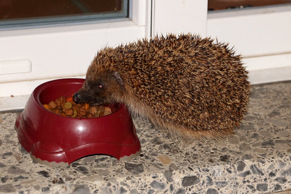 Hedgehog feeding hannah