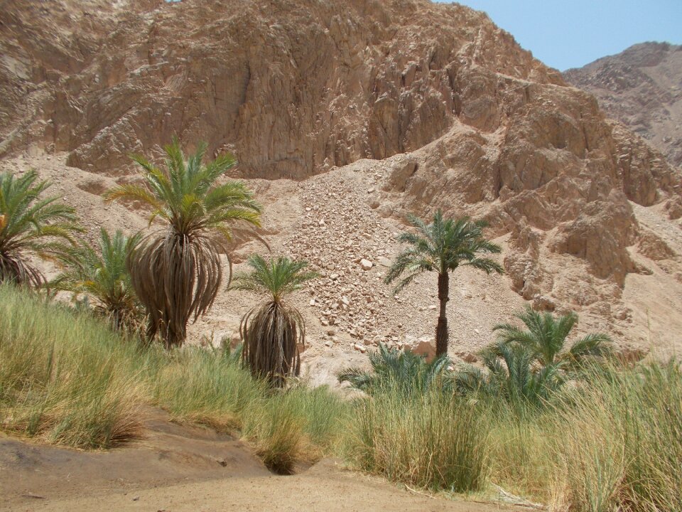 Landscape palm trees photo