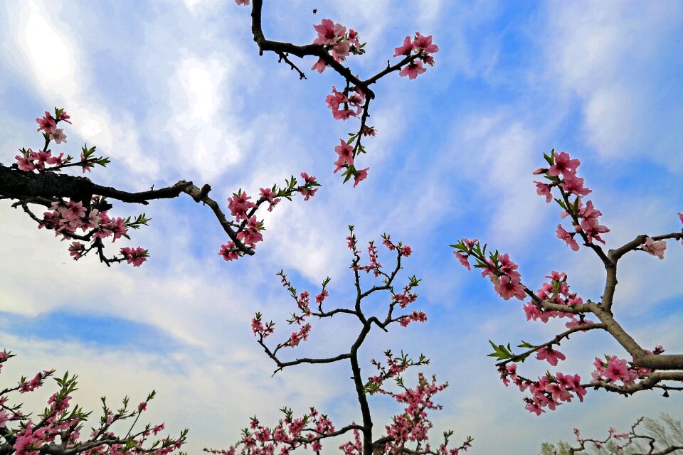 Pink petals spring sky