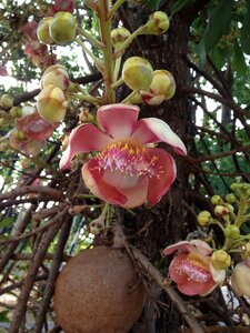 Bloom nature plant