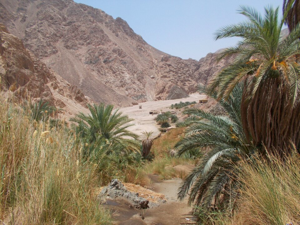 Landscape palm trees