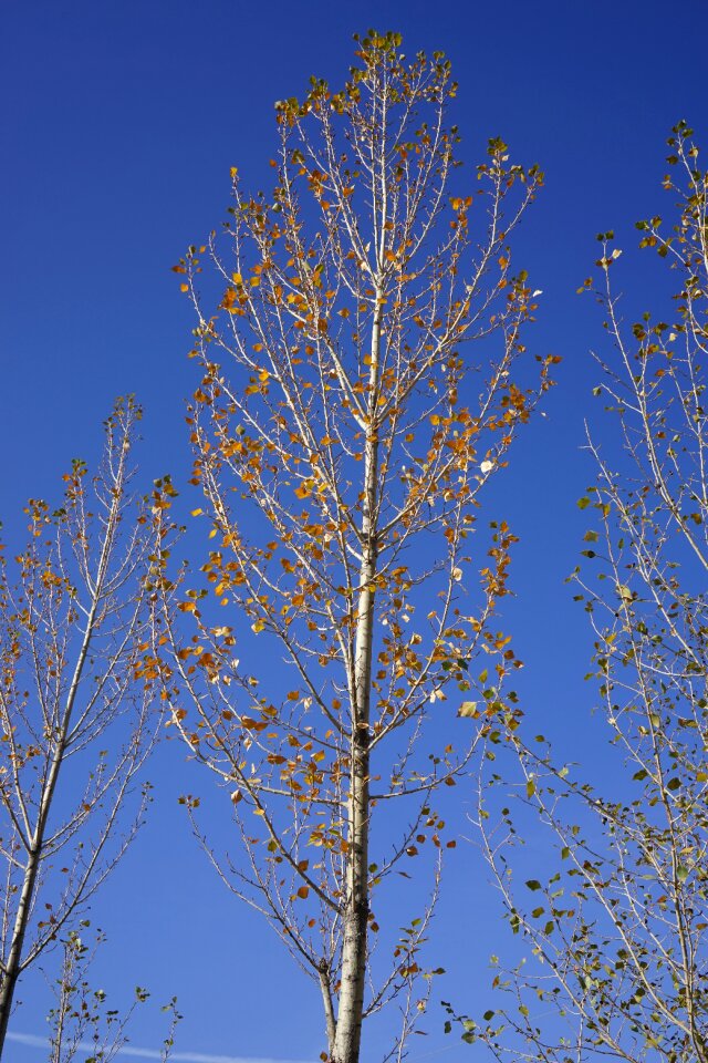 Zhangye white birch autumn