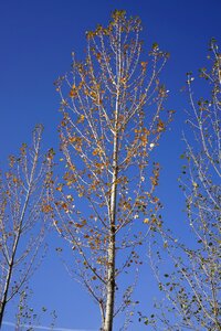 Zhangye white birch autumn