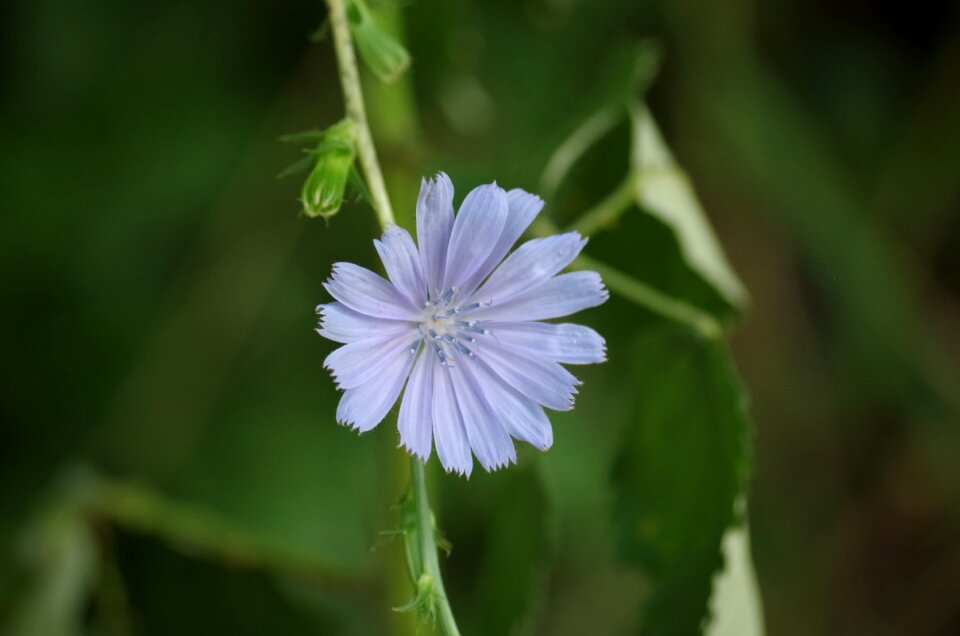 Chicory meadow flowers plant