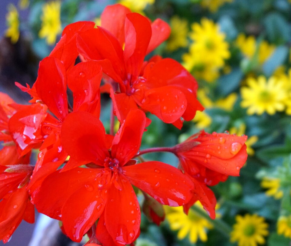 Drop of water flower red flowers