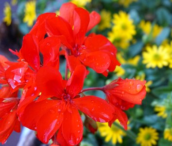 Drop of water flower red flowers