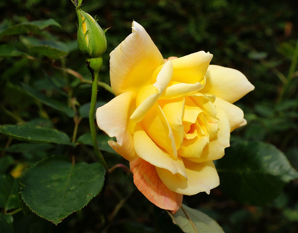 Bloom yellow plant