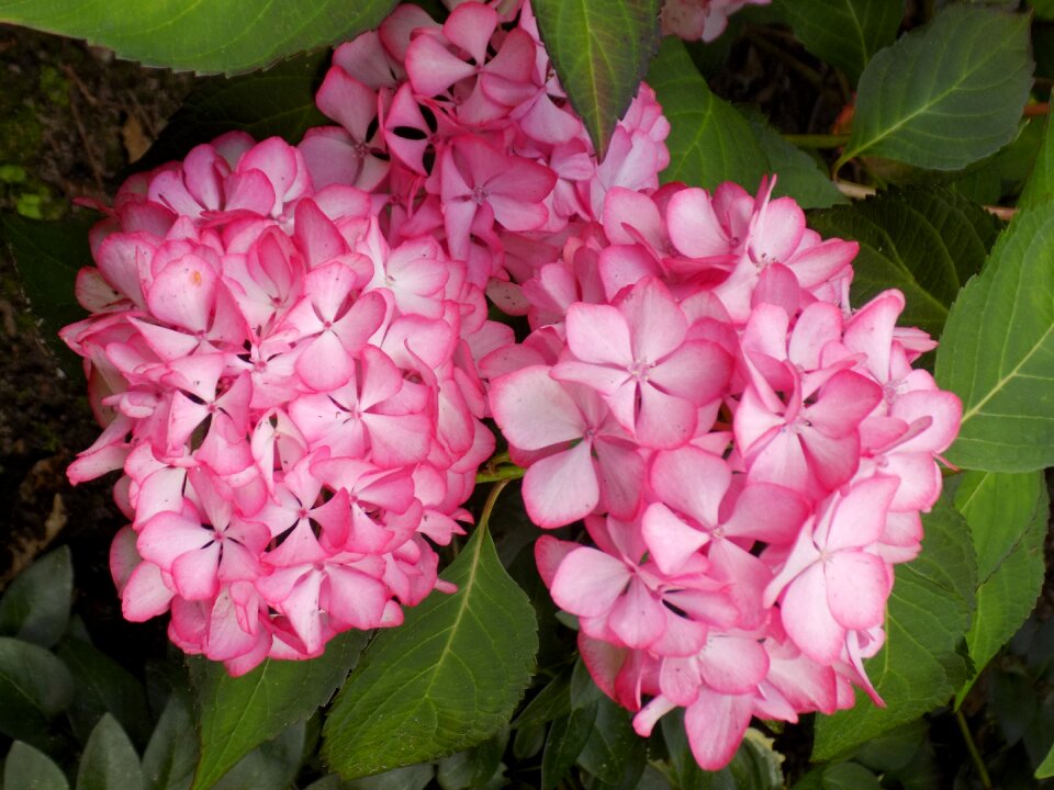 Pink blossom bloom