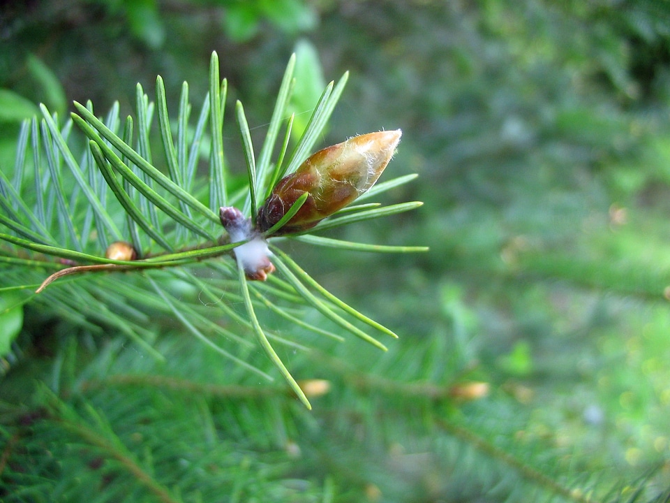 Pine needles plant natural photo