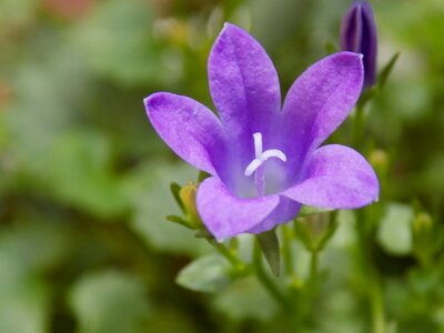 Violet violaceae flower
