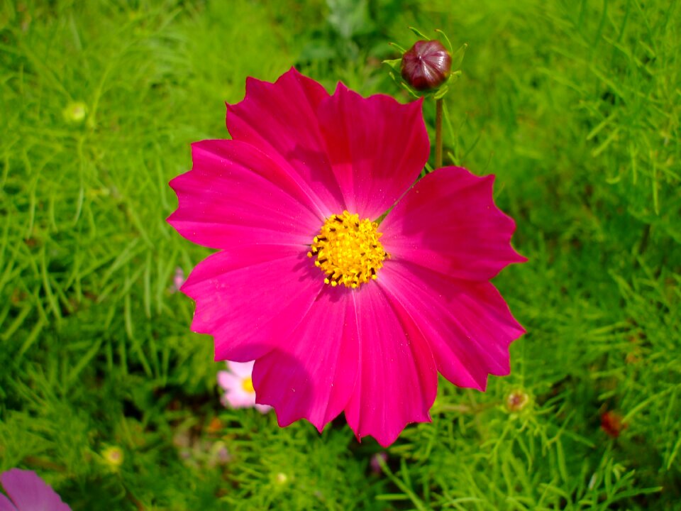 Bloom plant cosmos bipinnatus