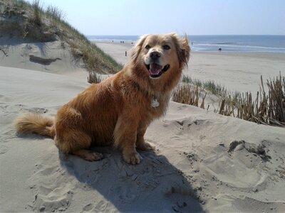 Beach dunes pet photo