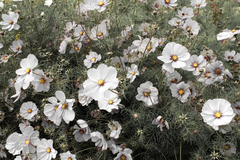 Summer garden bloom photo