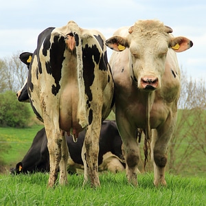 Pasture pair cow photo